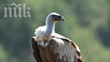 Търсят охрана за египетски лешояд от Източните Родопи