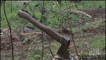 Мъж без крак и ръка заловен да сече дърва в гората	