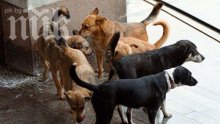 500 лева глоба отнася собственик, заровил кучето си на Витоша