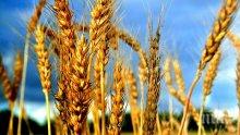 Болести изяждат до 20% от пшеницата