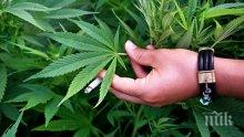Килограми марихуана откриха в дома на варненец
