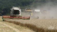 Зърнопроизводителите очакват по-слаба реколта от пшеница и ечемик