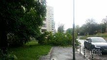 МВР: Получихме над 80 сигнала за паднали дървета в София, Плевен и Русе