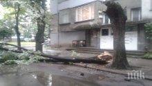 Дърво смачка две коли в центъра на София, от 112 не вдигат (снимки)