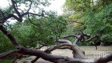 Седем дървета са изкоренени от бурята във Видин