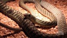 Бум на змии в Кюстендилско