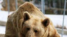 Местят две мечки от пловдивския зоопарк