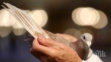 Буря отвя състезателен гълъб в Родопите