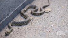 Туристи и местни в паника! Пороят в Приморско напълни плажа със змии
