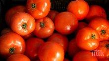 Дъждът съсипа 80% от реколтата от домати в Ямболско