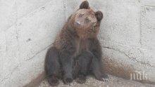 Инфаркт уби мечка ден след преглед в София