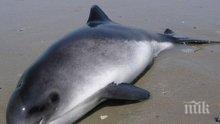 7 мъртви делфина открити по бургаското крайбрежие от началото на годината