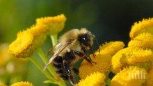 Изложение на пчеларски продукти ще се проведе във Варна 