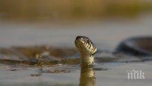 Родители в паника! Змия изплува в детски басейн в Кърджали