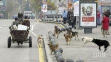 Прибират над 1000 улични кучета през септември