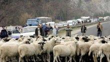 Д-р Катя Райкинска: Умрелите овце от „син език” в област Шумен са 52