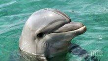 Рибарите обявиха война на делфините, искат да ги избиват законно