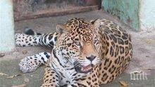 Експерт: Смъртта на ягуара Алонсо можеше да се избегне