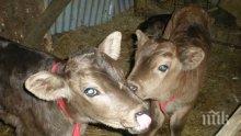 Над 150 животни измряха от син език в Калофер