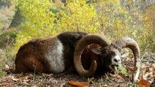 84 муфлона и един елен лопатар са умрели от "син език" в Кърджалийско