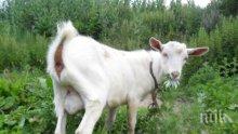 Болестта "син език" застрашава дивите кози в пловдивския зоопарк