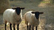 Болестта "син език" е покосила 6000 овце до момента