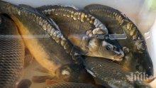 Тонове мъртва риба в Луда Яна, отровена вода се излива в Марица