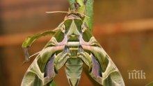 Изключително редки пеперуди се излюпиха в музей в Бургас