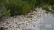 Хиляди умрели риби заляха брега на Варненското езеро (снимки)