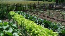 Валежите унищожиха зеленчуковите градини край Видинско