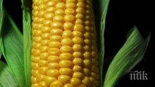 Жътвата на царевицата в добричко стартира с високи добиви
