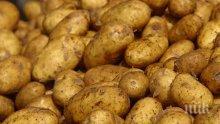 Производители: Картофите загиват заради дъждовете