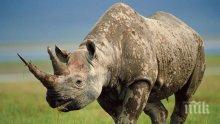 Честваме Световния ден на носорога