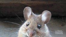Мишки и плъхове носят заразни болести в домовете ни