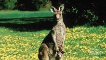 Отровиха двойка кенгурута с бебе в хасковския зоопарк
