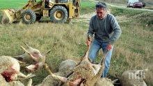 Страх от син език в Пернишко заради умрели овце