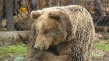 Преселиха в чужбина 10 мечки от "Кормисош"