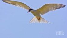 Европейските дни на птиците ще бъдат отбелязани в Бургас