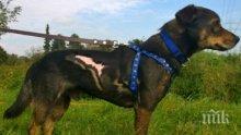 Щастлива развръзка! Подпаленото куче Любчо заживя втори живот в Германия (видео)