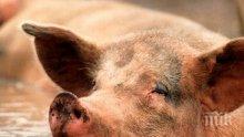 Дават 5 млн. лева за хуманно отношение към свине и птици