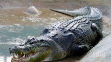 Жив двуметров крокодил  в Пловдив