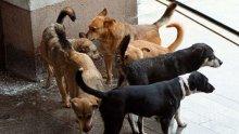 Масово тровят домашни и бездомни кучета в Благоевград 