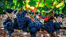 Събрани са 3 500 тона винени сортове грозде във Варненско