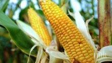 Цената на царевицата падна с 15 на сто в сравнение с миналата година