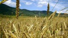 Масивите с пшеница в Добричкo надхвърлиха 1 000 000 декара