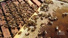 Пчеларите ще получат 4,4 млн. лева догодина 