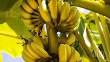 Българско село прибира реколта от банани