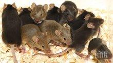 Засилено нашествие от полски мишки е засечено тази година