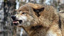 Вълците в Странджа са повече от хората