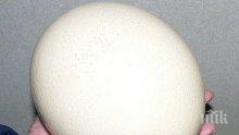 Варените яйца са полезни за здравето - предпазват от рак и инфаркт
